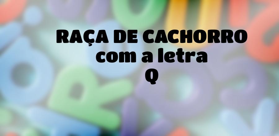 Raça de Cachorro que Começa com a Letra Q