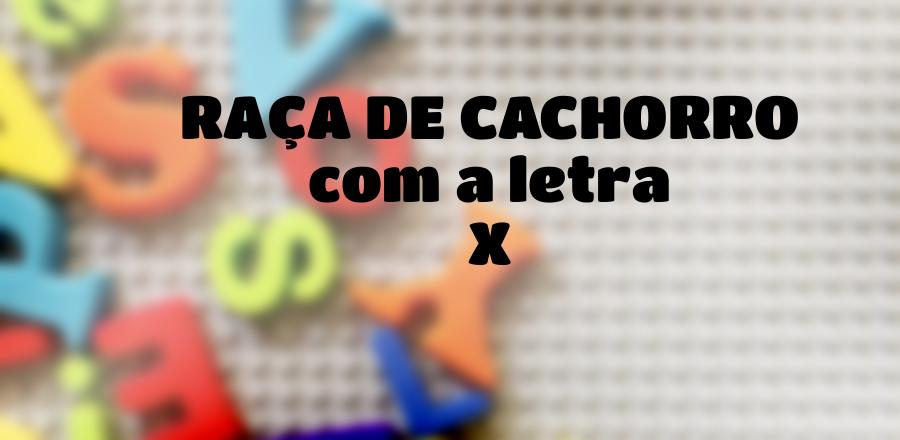 Raça de Cachorro que Começa com a Letra X